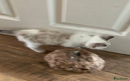Mixed Breed cats for sale: Stunning unique kittens  - Image 1