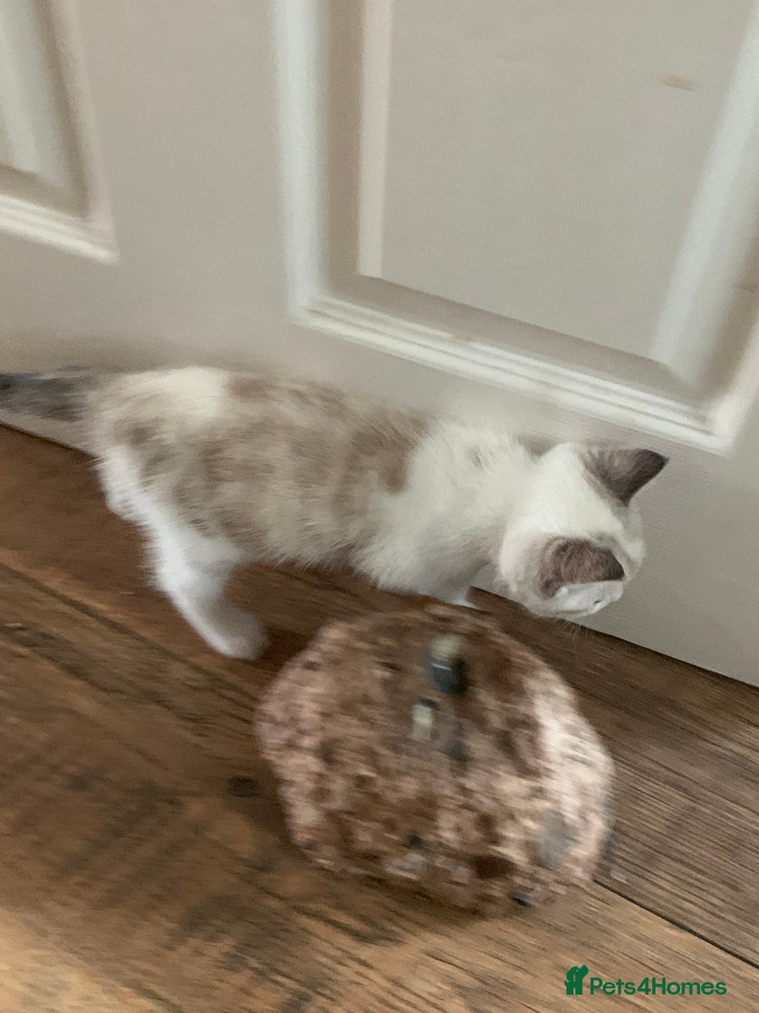 Mixed Breed cats for sale: Stunning unique kittens  - Image 1