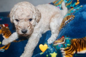 Cockapoo dogs Health tested Asian toy Cockapoo puppies - Advert 1