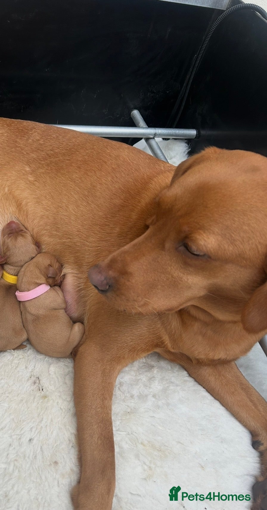 Labrador Retriever dogs Fox Red Puppies for sale  - Advert 1