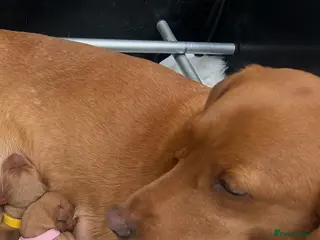Labrador Retriever dogs Fox Red Puppies for sale - Advert 1