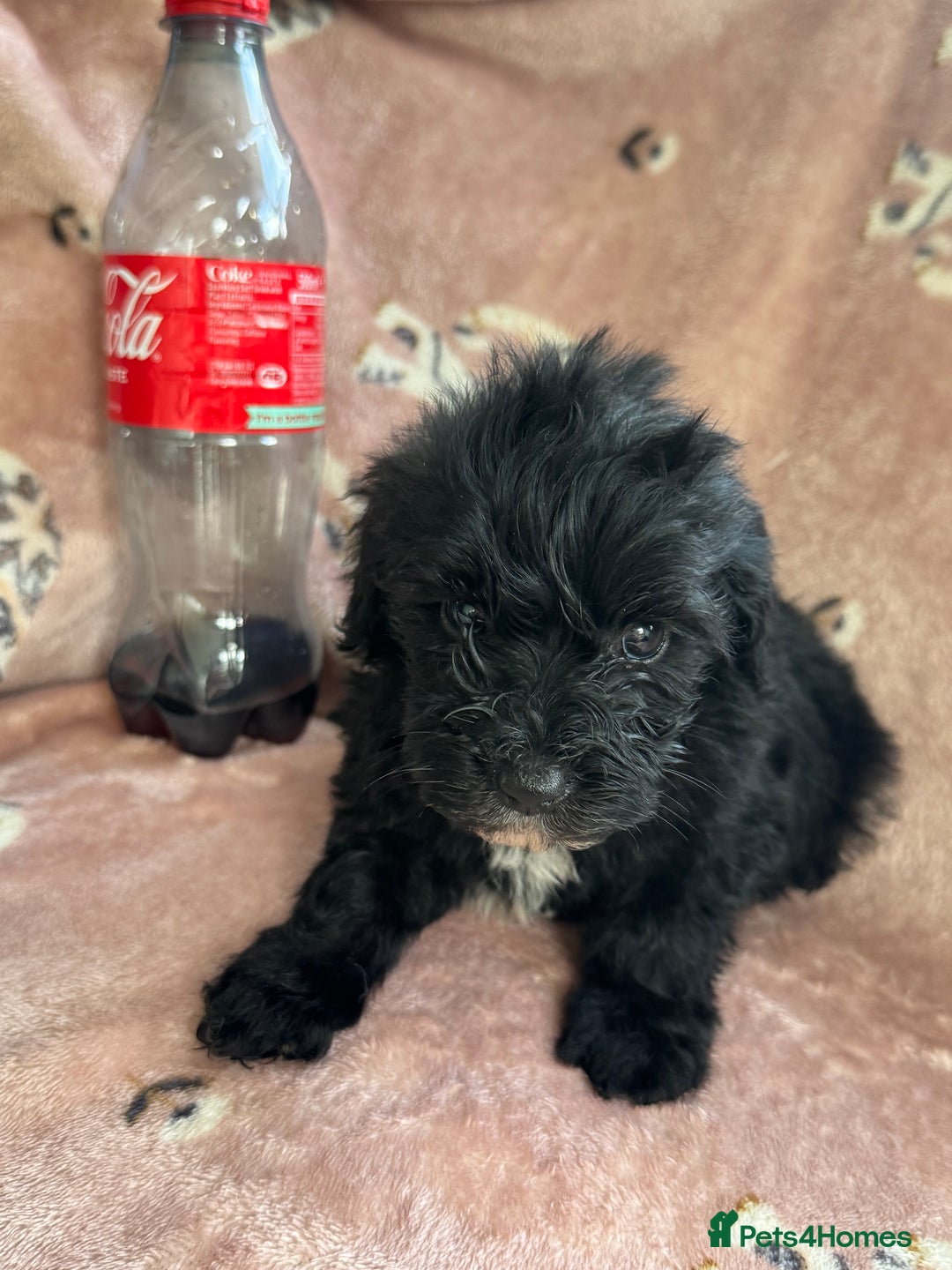 Sheepadoodle dogs for sale: Micro mini Sheepadoodle  - Image 9