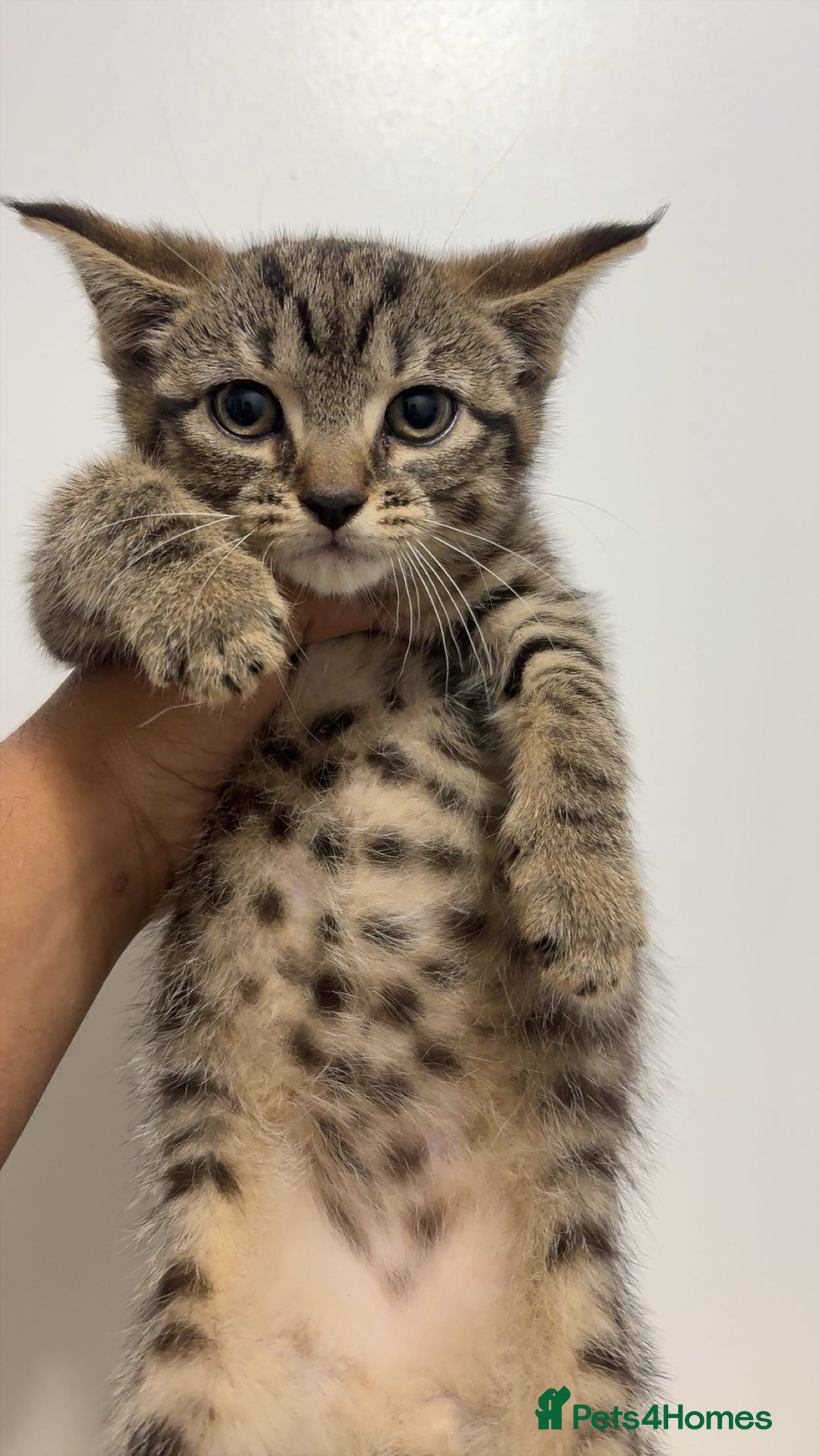 Mixed Breed cats for sale: x5 beautiful kittens ready for new homes! - Advert 11