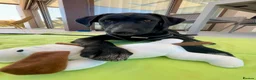 Mixed Breed dogs for adoption: Calm loving Chandler - Advert 11