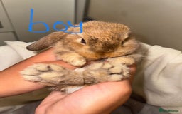Mini Lop rabbits for sale: 4 gorgeous mini lop bunnies for sale  - Image 1