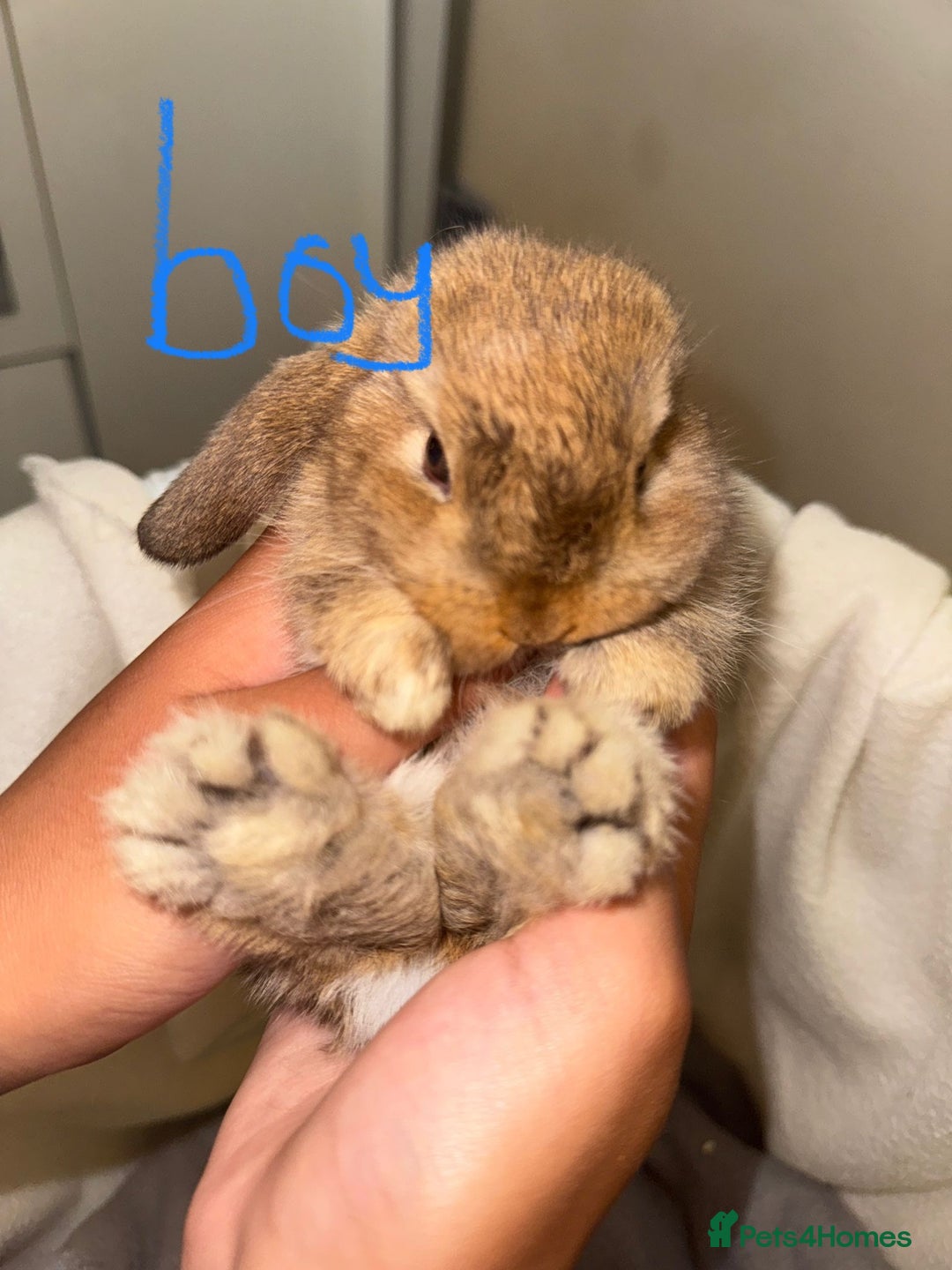 Mini Lop rabbits for sale: 4 gorgeous mini lop bunnies for sale  - Image 1