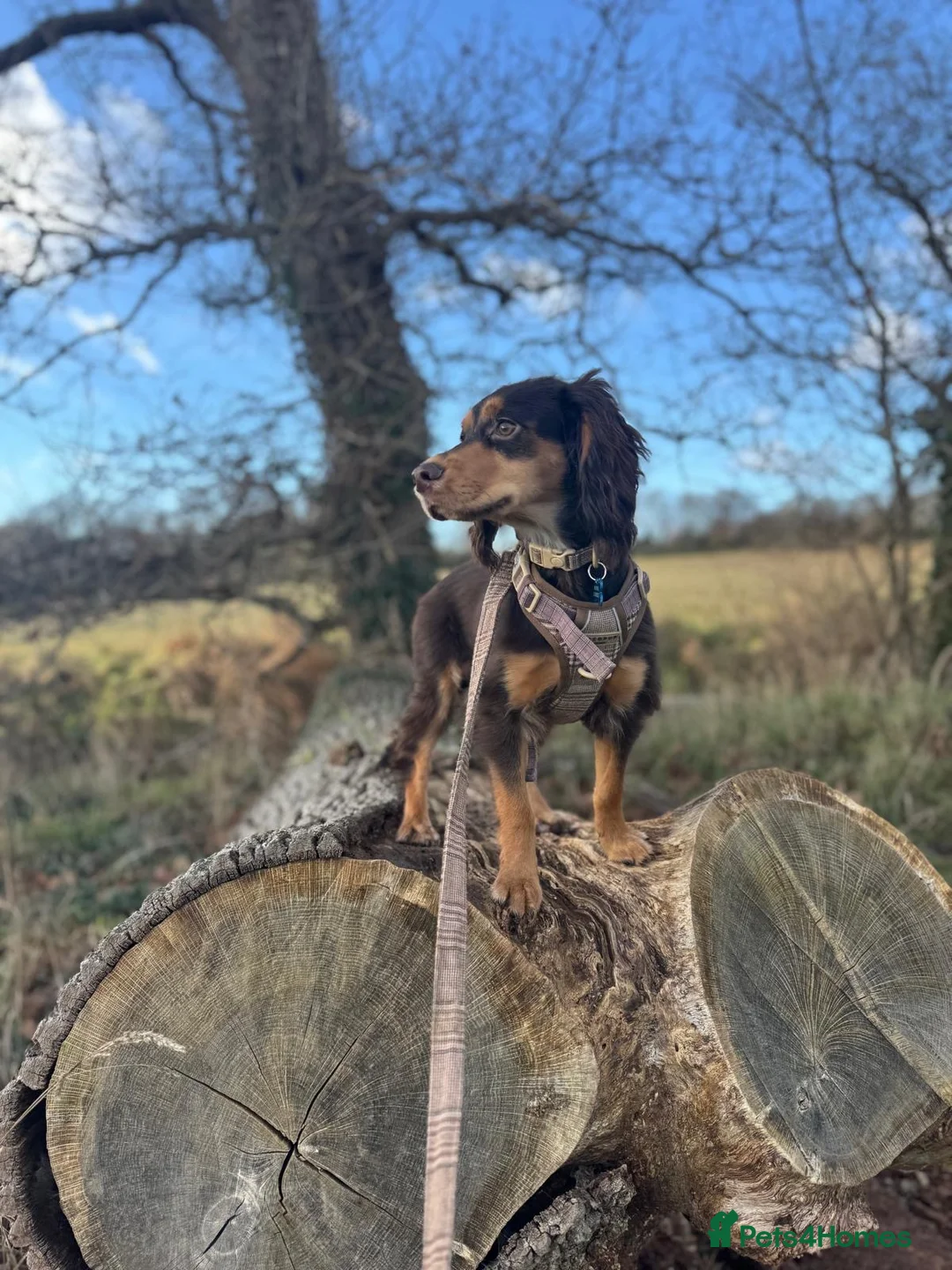 Cocker Spaniel dogs for sale: Working cocker spaniel - Advert 3