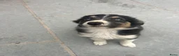 Mixed Breed dogs for sale: 🐾 Six Beautiful Welsh Border Collies 🐾 - Advert 23