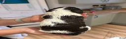 English Springer Spaniel dogs for sale: KC Registered English Springer Spaniel Puppies  - Advert 20