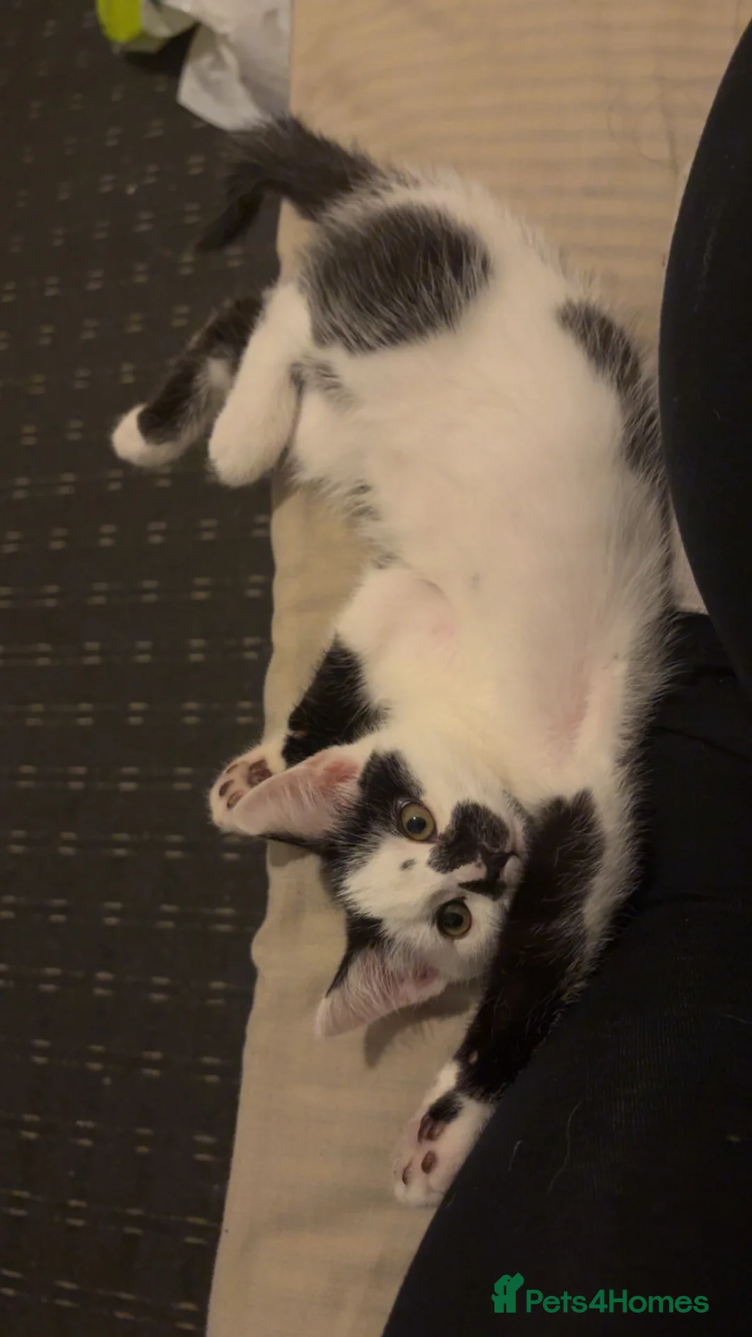 Domestic Shorthair cats for sale: Beautiful Female British Shorthair Kitten For Sale in Grimsby - Advert 2