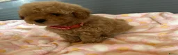 Toy Poodle dogs for sale: TOY POODLE GIRLS AND BOYS READ NOW  - Advert 5