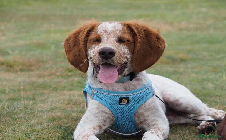 Brittany Spaniel dogs - Advert 1