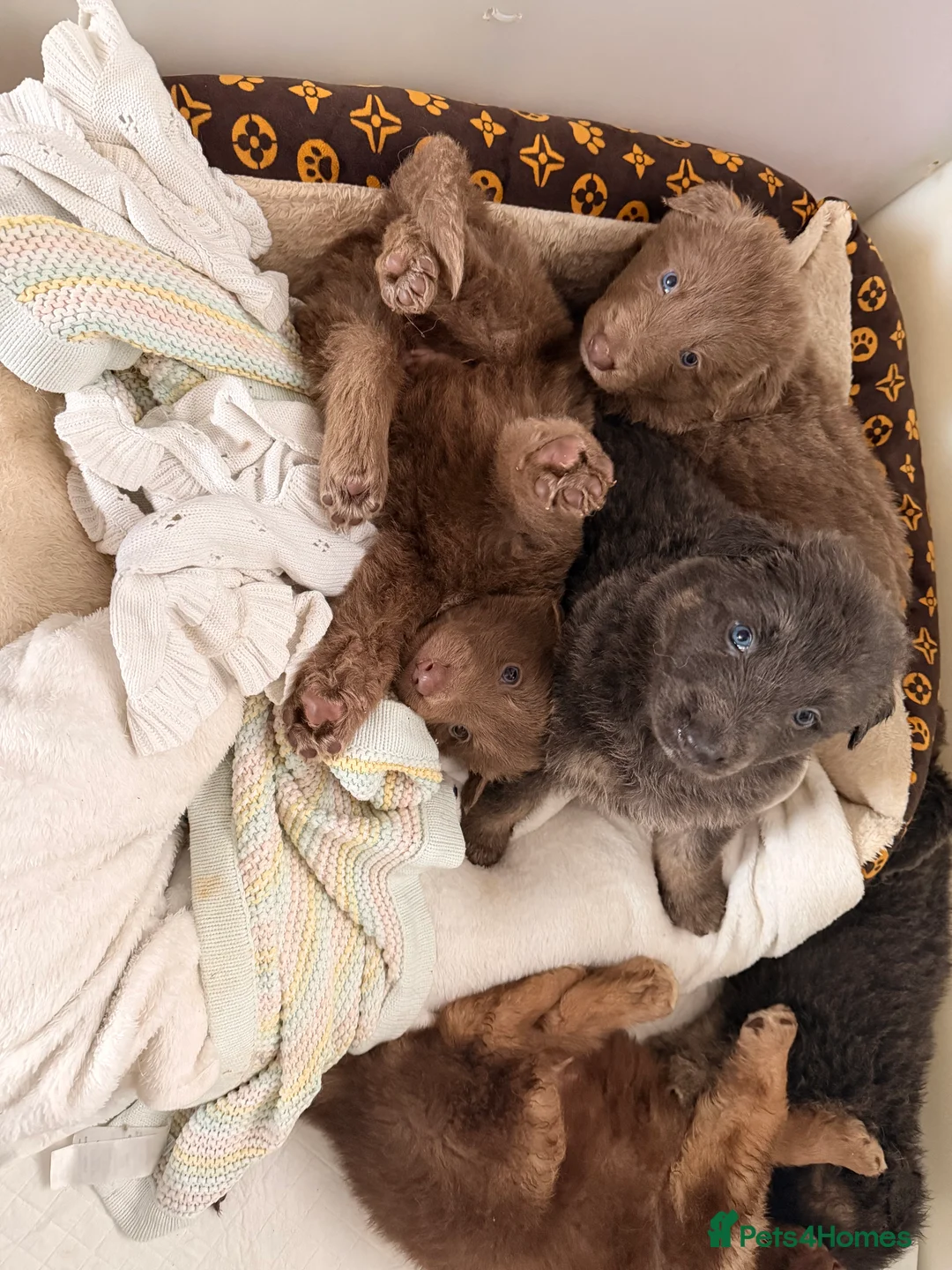 German Shepherd dogs for sale: ✨⭐️RARE German shepherd puppies⭐️✨ - Advert 2