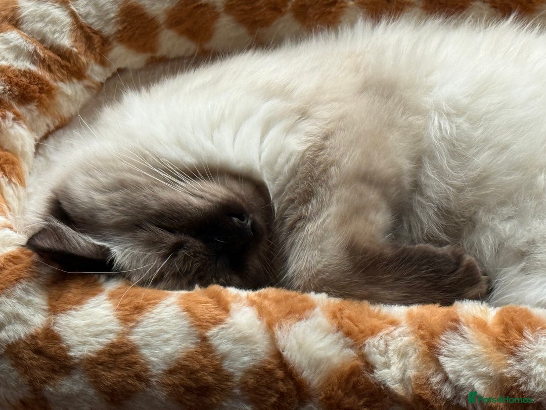 Ragdoll cats for sale: Ragdoll Boy for Rehoming - Advert 5