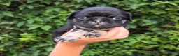 Pug dogs for sale: Royal Blue Litter - Exclusive Showline  - Advert 21