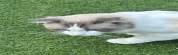 Ragdoll cats for sale: 5 Ragdoll Kittens for sale (3 girls 2 boys)  - Advert 7