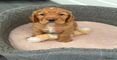 Cocker Spaniel dogs - Advert 2