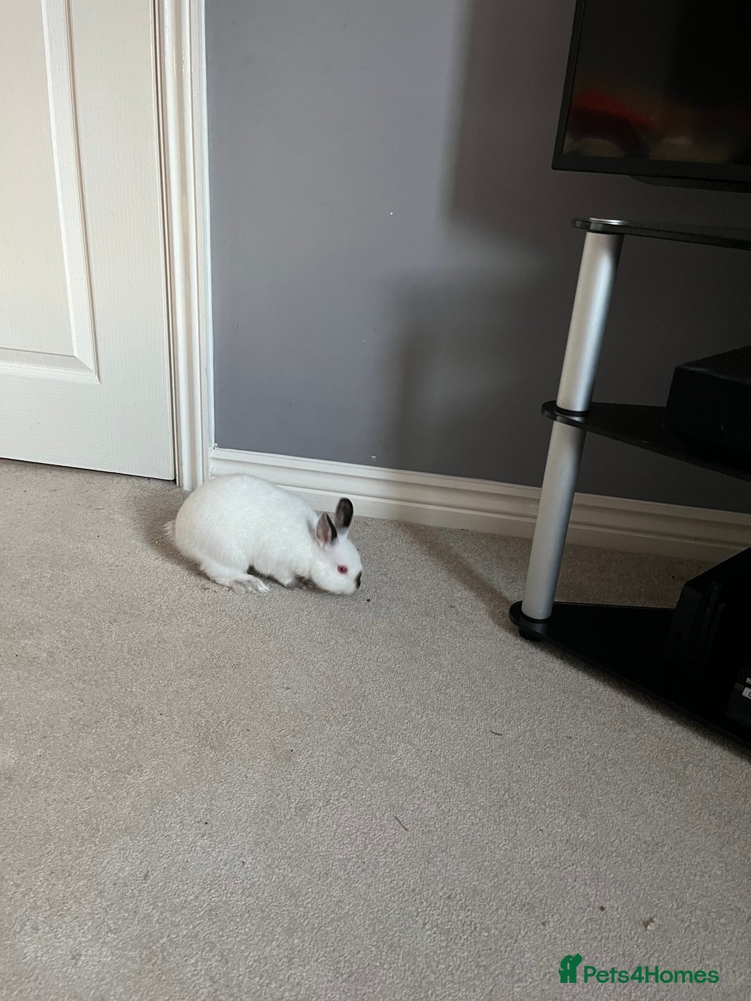 Netherland Dwarf rabbits for sale: 2 Netherlands dwarf bunnies for sale - Advert 2