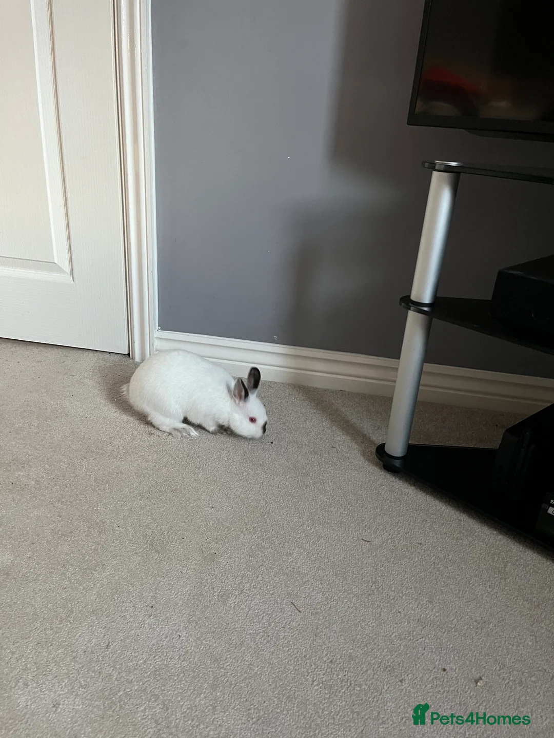 Netherland Dwarf rabbits for sale: 2 Netherlands dwarf bunnies for sale - Advert 2