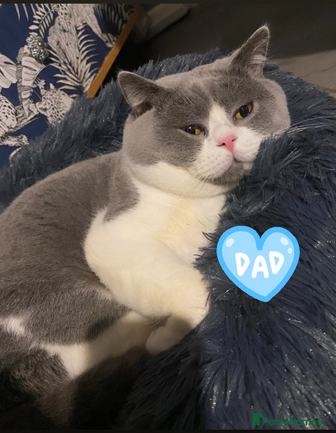 British Shorthair cats for sale: Lilac bi colour boy pure British shorthair ready😻 - Image 4