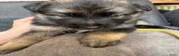 German Shepherd dogs for sale: German shepherd puppies long hair… - Advert 26
