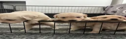 Golden Retriever dogs for sale: Golden retriever puppies - Advert 6