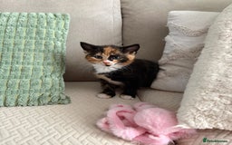 Mixed Breed cats for sale: Gorgeous Kitten - Image 1