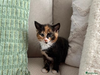 Mixed Breed cats - Advert 30