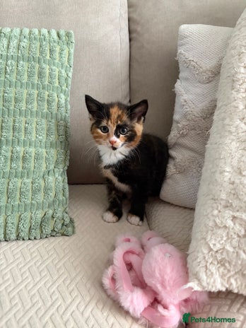 Mixed Breed cats - Advert 16