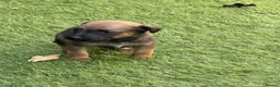 Mixed Breed dogs for sale: Bedlington whippet in Bradford - Advert 30
