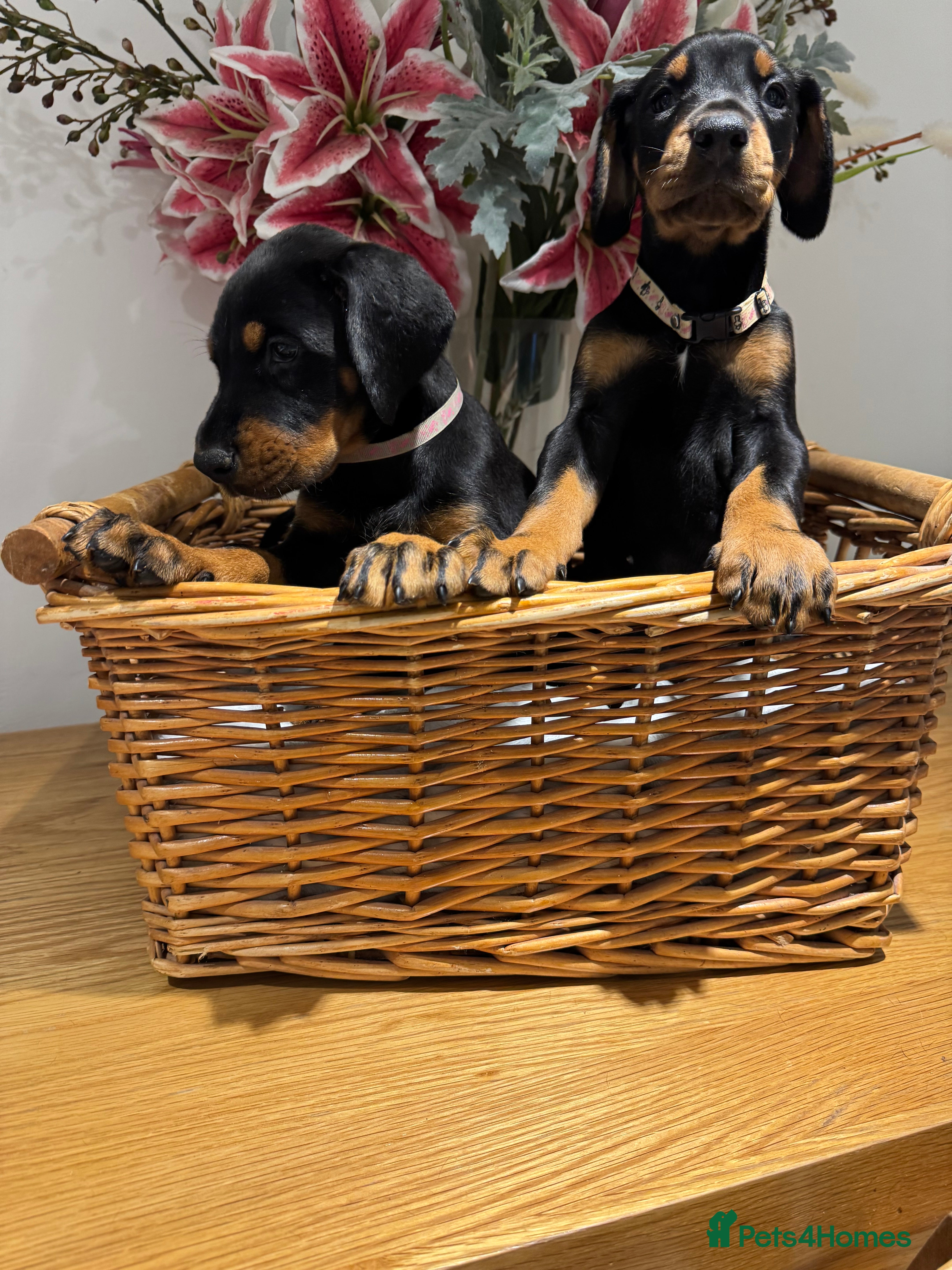 Dobermann dogs Superb Quality Doberman Puppies - Advert 6