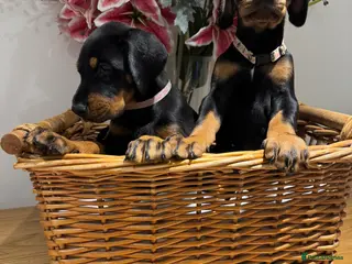 Dobermann dogs Superb Quality Doberman Puppies - Advert 6