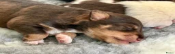 Miniature Schnauzer dogs for sale: Chocolate Wheaten Chocolate Parti Mini Schnauzers - Advert 10