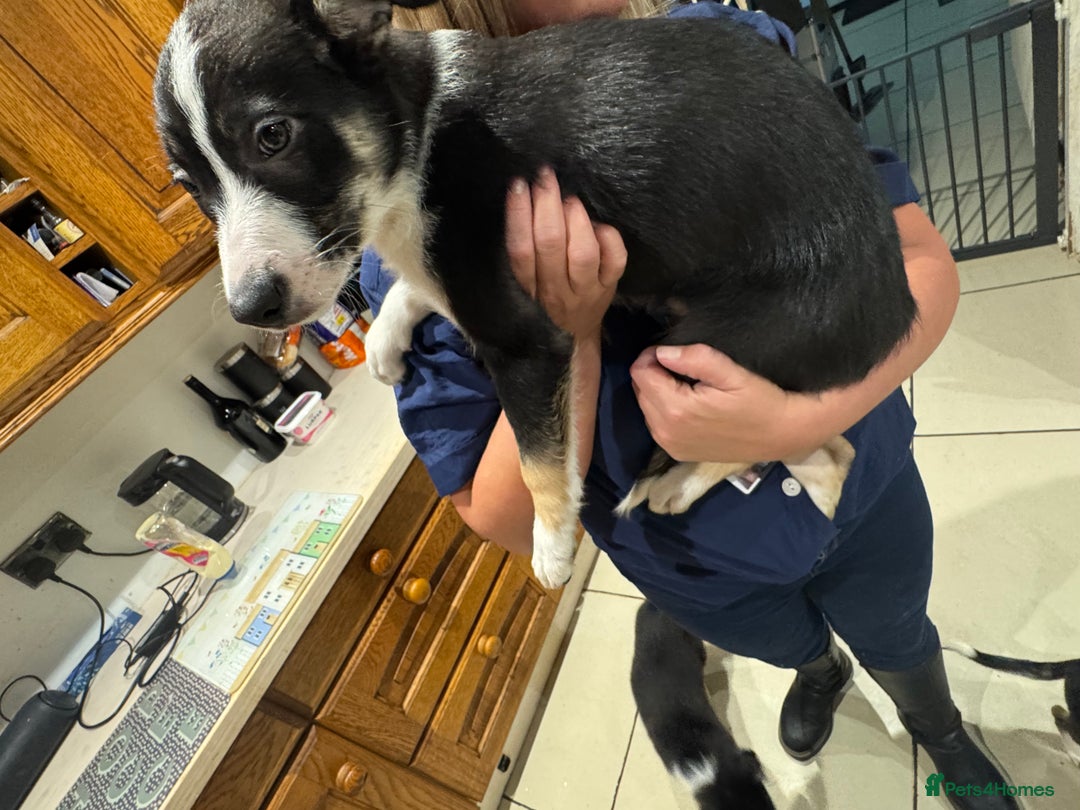 Border Collie dogs for sale: For sale 3 GILR border collie  - Advert 7