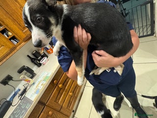 Border Collie dogs 2 Beautiful Boarder Collie Girls and 1 Boy Left - Advert 3