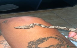 Boa Snake reptiles for sale: Female baby boa constrictor  - Image 3
