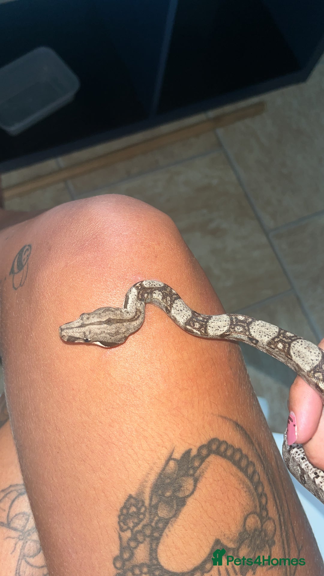 Boa Snake reptiles for sale: Female baby boa constrictor  - Image 3