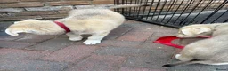 Mixed Breed dogs for sale: White Swiss shepherd cross wolf dog - Advert 8