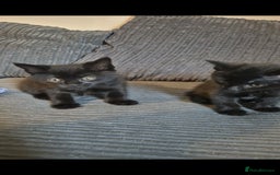 Domestic Shorthair cats for sale: 3 kittens looking for their forever homes in Newmarket - Image 3