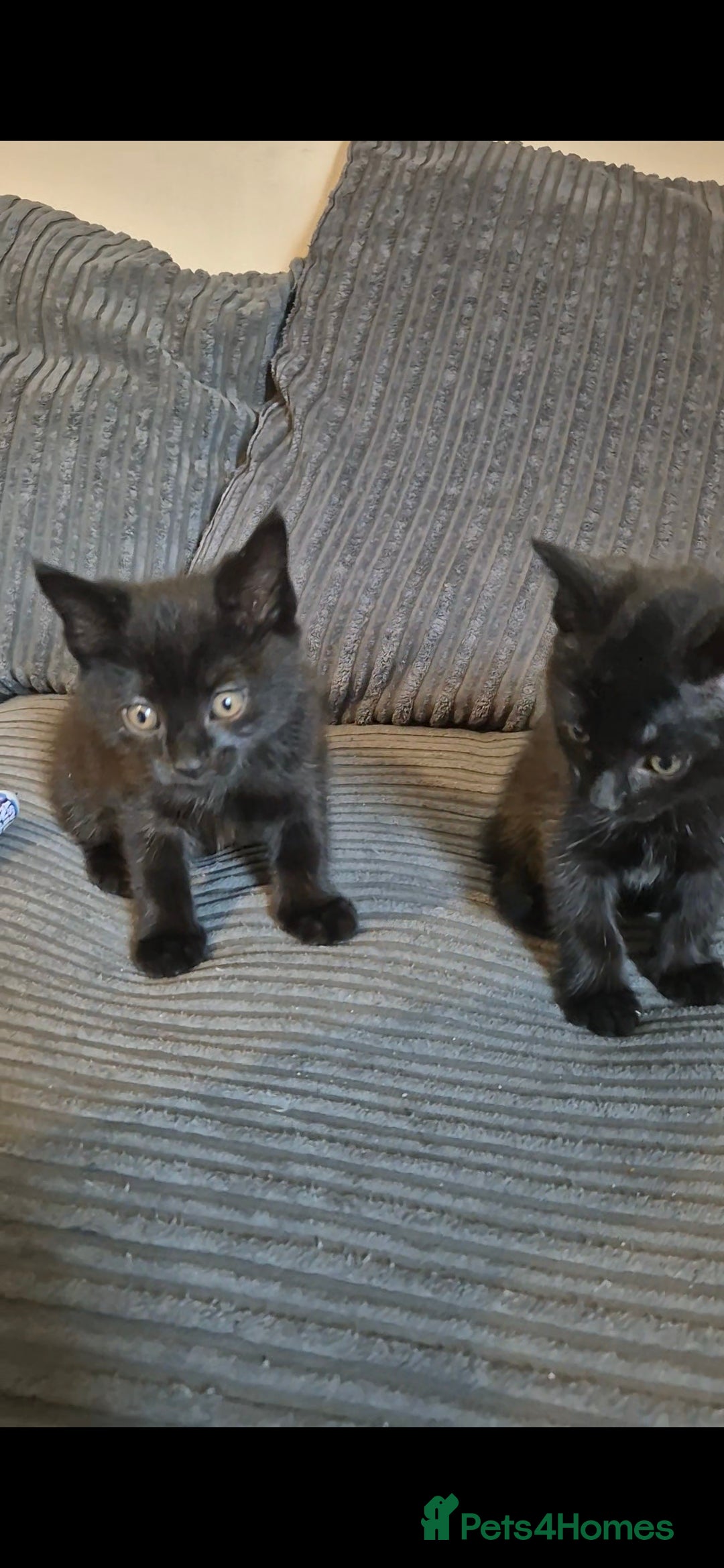 Domestic Shorthair cats for sale: 3 kittens looking for their forever homes in Newmarket - Image 3