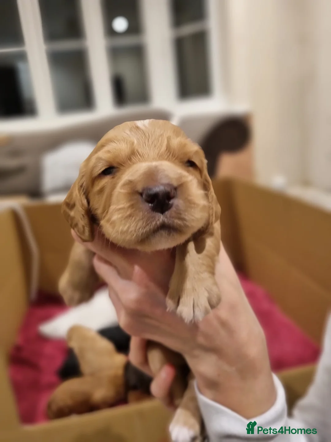 Cocker Spaniel dogs for sale: KC registered cocker spaniels from family home - Advert 2