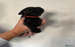 Labrador Retriever dogs for sale:  🐾Gorgeous BLack Labrador Puppies 🐾 - Advert 9