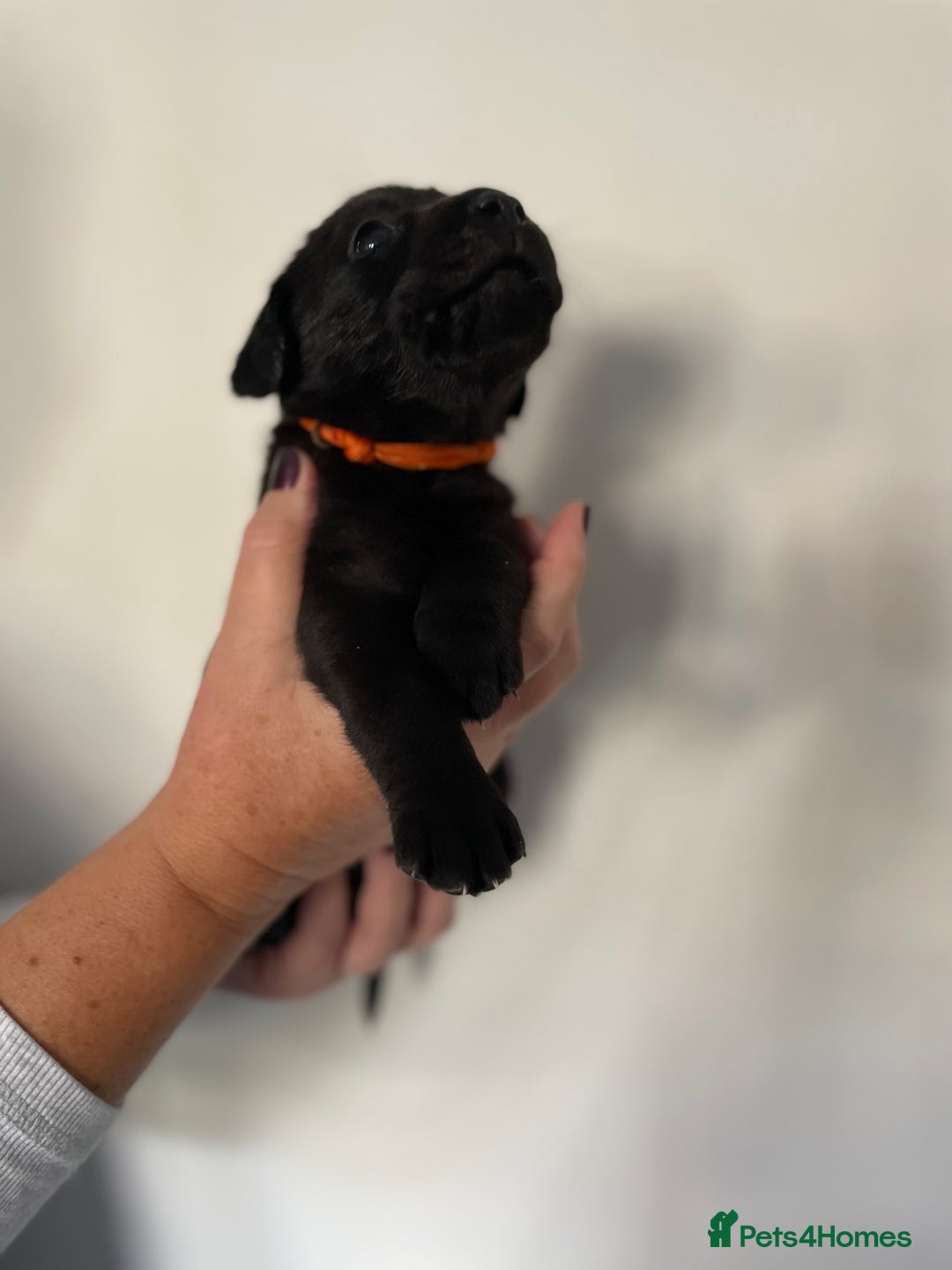 Labrador Retriever dogs for sale:  🐾Gorgeous BLack Labrador Puppies 🐾 - Advert 9