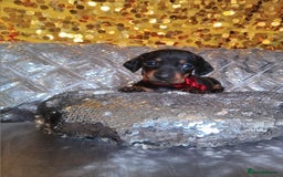 Miniature Dachshund dogs for sale: 7 MINIATURE DUSCHUND PUPPIES 🐶  - Image 3