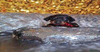 Miniature Dachshund dogs - Advert 3