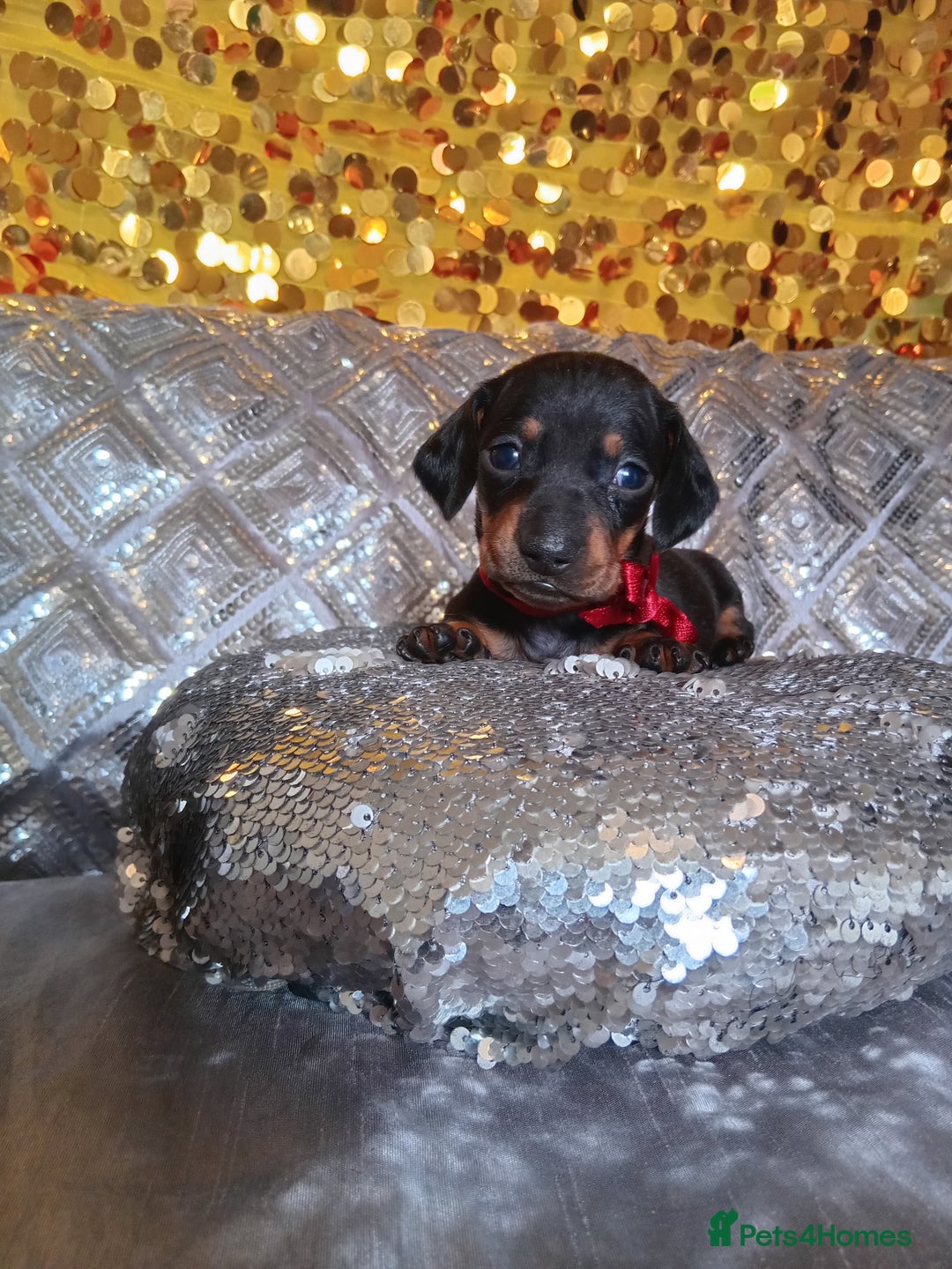 Miniature Dachshund dogs for sale: 7 MINIATURE DUSCHUND PUPPIES 🐶  - Image 3