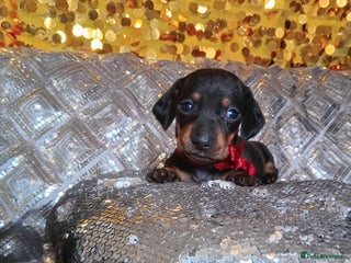 Miniature Dachshund dogs - Advert 34
