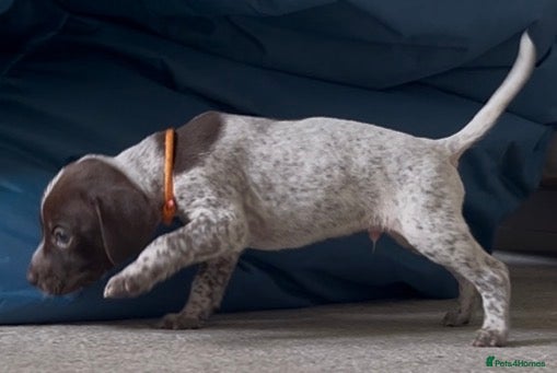 German Shorthaired Pointer dogs Pure KC GSP Puppies for sale! (2 boys available) - Advert 1