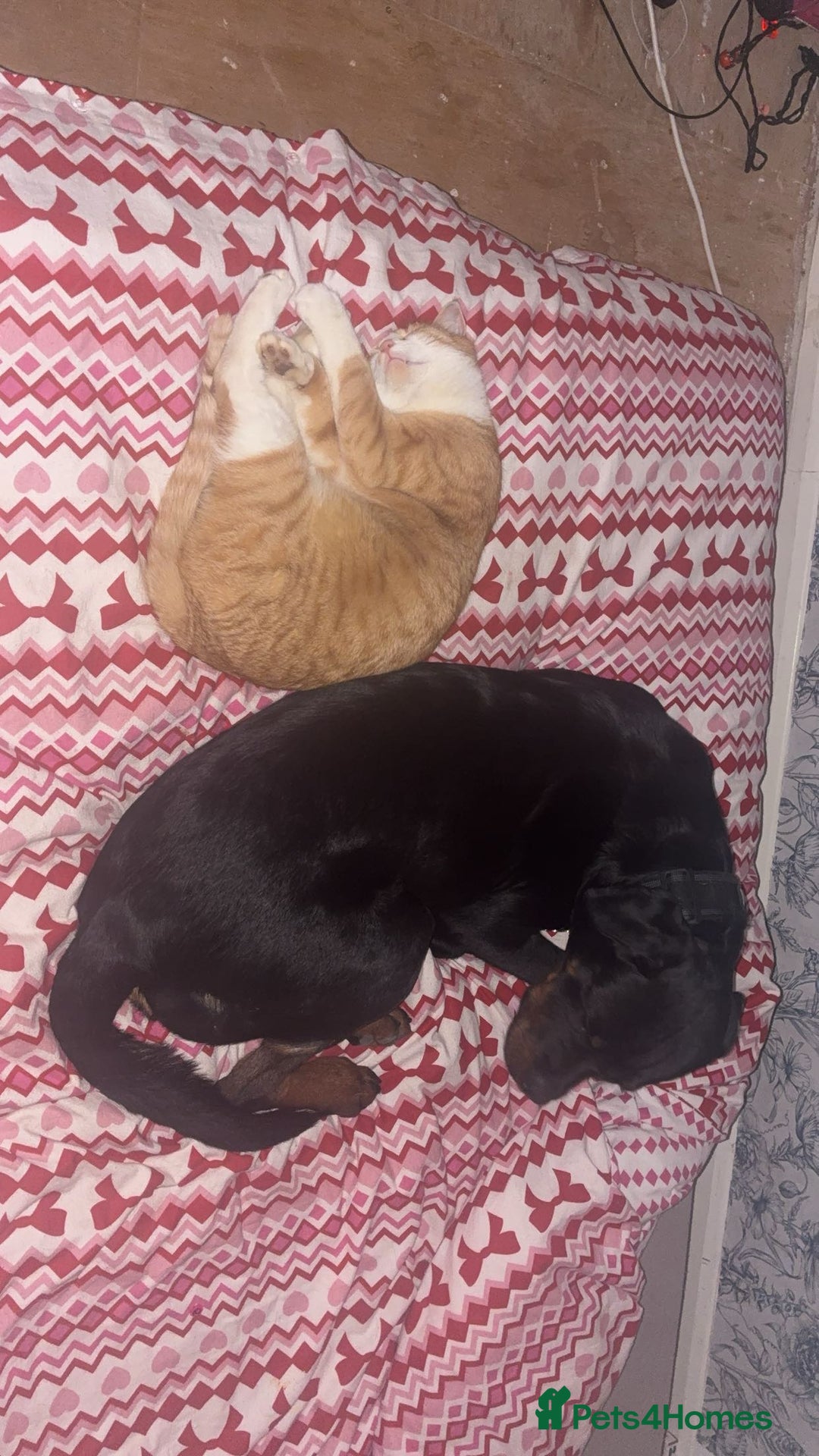 Rottweiler dogs for sale: My Rottweiler Bear - Advert 2