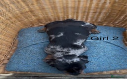 Dachshund dogs for sale: Gorgeous mini dachshund puppies!! - Image 7